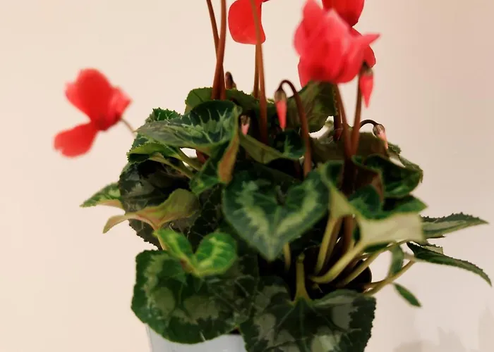 Corte Trastevere Living Holiday home *